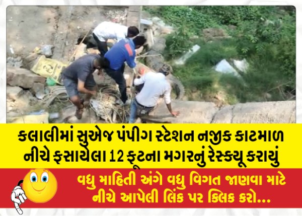 MailVadodara.com - A-12-foot-crocodile-trapped-under-debris-near-a-sewage-pumping-station-in-Kalali-was-rescued