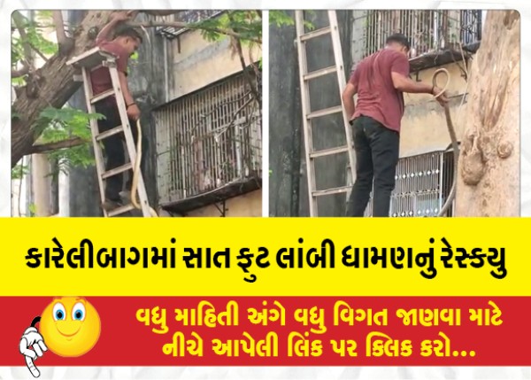 MailVadodara.com - Rescue-of-seven-feet-long-snake-in-Karelibagh