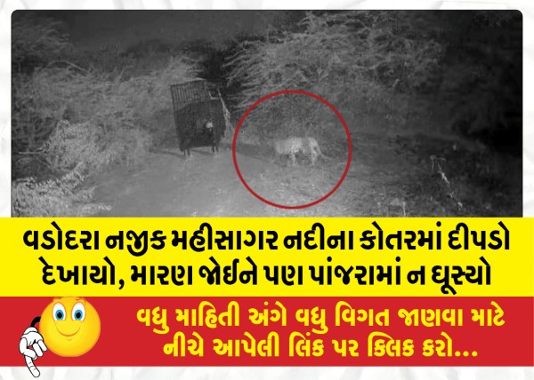 MailVadodara.com - Leopard-spotted-in-Mahisagar-river-gorge-near-Vadodara-did-not-enter-cage-after-seeing-antidote