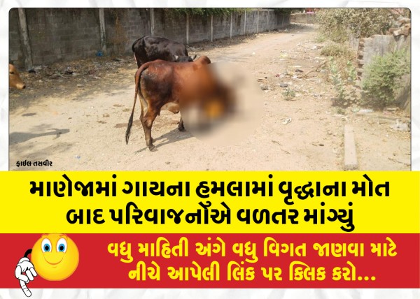 MailVadodara.com - After-the-death-of-an-old-man-in-a-cow-attack-in-Maneja-the-family-demanded-compensation