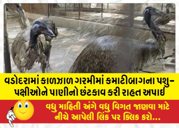 MailVadodara.com - Animals-and-birds-of-Kamatibagh-were-given-relief-by-sprinkling-water-in-scorching-heat-in-Vadodara