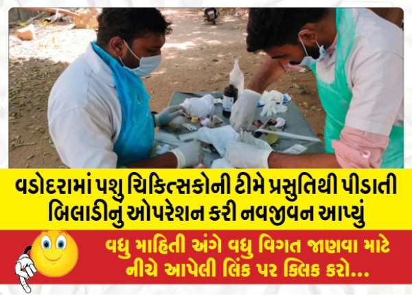 MailVadodara.com - A-team-of-veterinarians-in-Vadodara-operated-on-a-cat-suffering-from-labor-and-gave-it-new-life