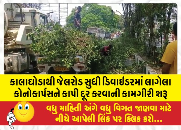 MailVadodara.com - Commencement-of-cutting-and-removal-of-conocarpus-in-the-divider-from-Kalaghoda-to-Jailroad