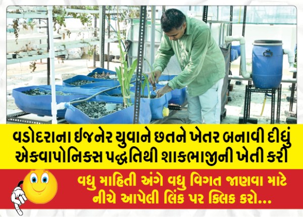 MailVadodara.com - A-young-engineer-from-Vadodara-turned-a-rooftop-into-a-farm-and-cultivated-vegetables-using-aquaponics