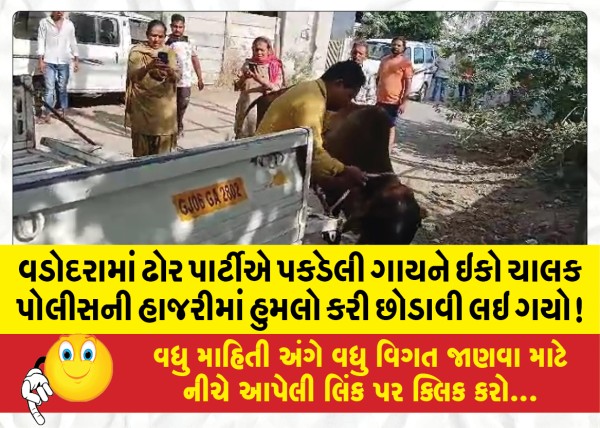 MailVadodara.com - In-Vadodara-the-cow-caught-by-the-cattle-party-was-attacked-and-released-by-the-echo-driver-in-the-presence-of-the-police