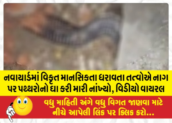 MailVadodara.com - In-Navyard-deviant-elements-pelted-the-snake-with-stones-and-killed-it-the-video-went-viral