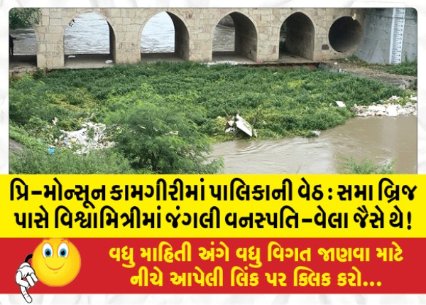 MailVadodara.com - Municipalities-in-pre-monsoon-operations-Wild-vegetation-Vela-jaise-te-in-Vishwamitri-near-Sama-Bridge