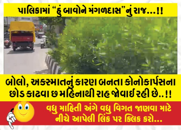 MailVadodara.com - Say-waiting-for-six-months-to-remove-conocarpus-plants-causing-accident