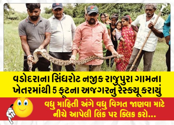 MailVadodara.com - A-5-foot-python-was-rescued-from-a-farm-at-Rajupura-village-near-Sindhrot-in-Vadodara