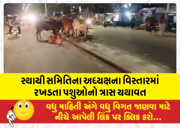 MailVadodara.com - The-harassment-of-stray-cattle-continues-in-the-area-of-the-Chairman-of-the-Standing-Committee