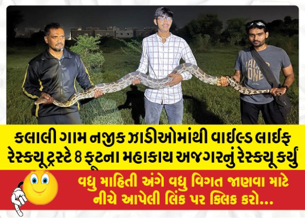 MailVadodara.com - Wildlife-Rescue-Trust-rescues-8-foot-giant-python-from-bushes-near-Kalali-village