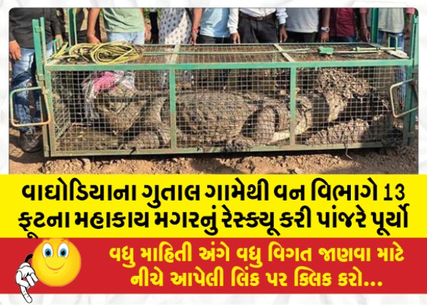 MailVadodara.com - The-forest-department-rescued-a-13-feet-giant-crocodile-from-Gutal-village-in-Waghodia-and-caged-it