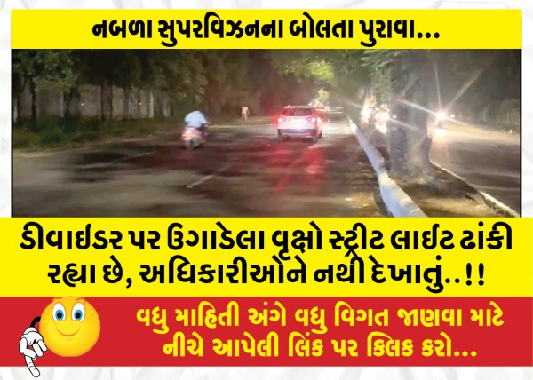 MailVadodara.com - Trees-growing-on-the-divider-are-covering-the-street-lights-the-officials-cannot-see