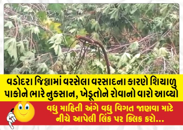 MailVadodara.com - Heavy-rains-in-Vadodara-district-caused-heavy-damage-to-winter-crops-leaving-farmers-in-mourning