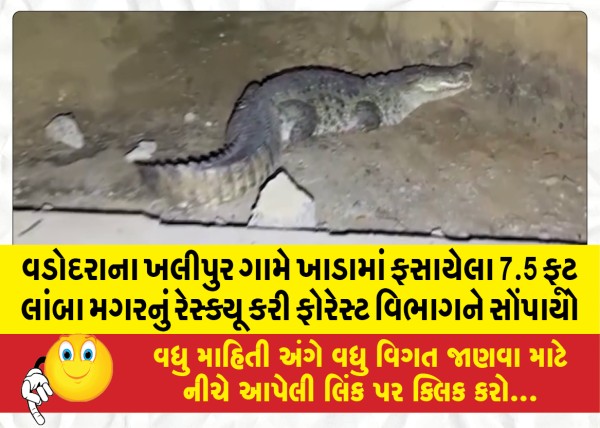 MailVadodara.com - Vadodaras-Khalipur-village-rescued-a-7-5-feet-long-crocodile-trapped-in-a-pit-and-handed-it-over-to-the-forest-department