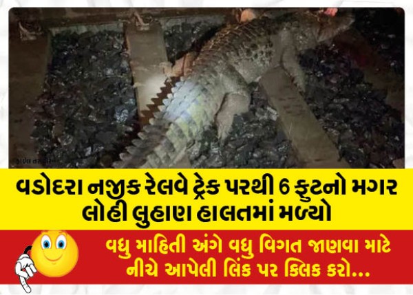 MailVadodara.com - A-6-foot-crocodile-was-found-in-a-pool-of-blood-on-a-railway-track-near-Vadodara