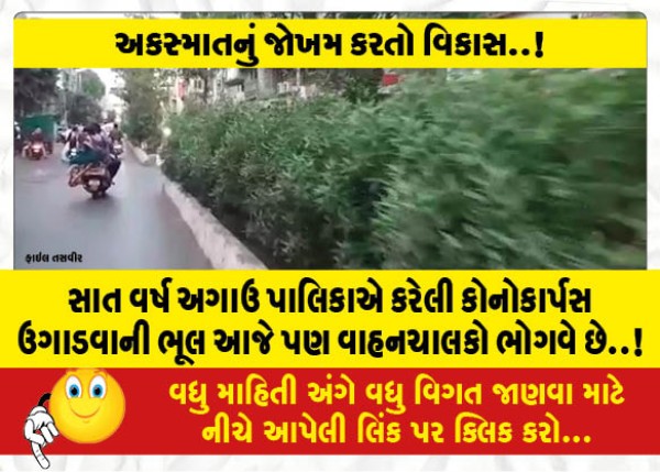 MailVadodara.com - The-mistake-of-growing-conocarpus-made-by-the-municipality-seven-years-ago-is-still-being-suffered-by-motorists