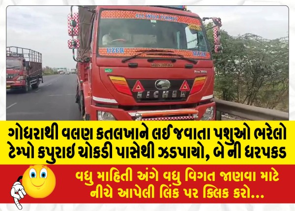 MailVadodara.com - A-tempo-carrying-cattle-from-Godhra-to-the-slaughterhouse-was-seized-from-Kapurai-Chowki-two-arrested