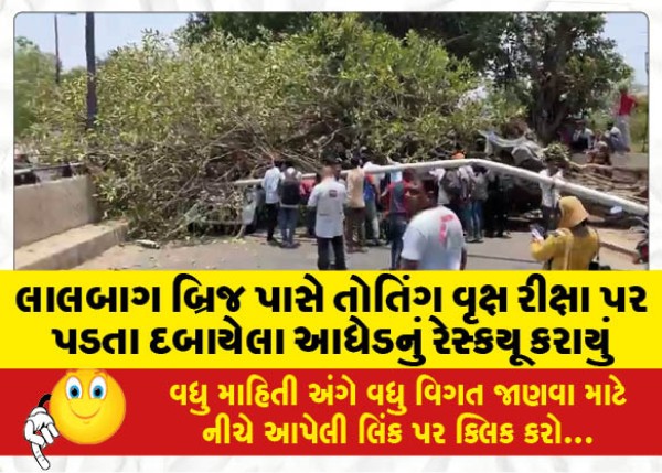 MailVadodara.com - A-middle-aged-man-was-rescued-after-a-tree-fell-on-a-rickshaw-near-Lalbagh-Bridge