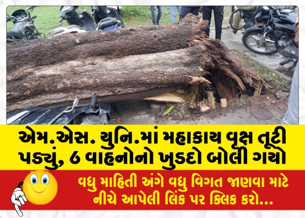 MailVadodara.com - huge-tree-fell-in-the-uni-M-S-uversity-6-vehicles-were-destroyed