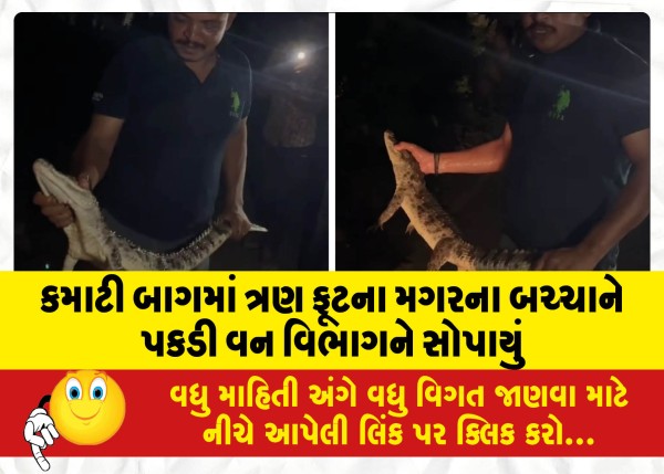 MailVadodara.com - A-three-foot-crocodile-cub-was-caught-in-Kamati-Bagh-and-handed-over-to-the-forest-department