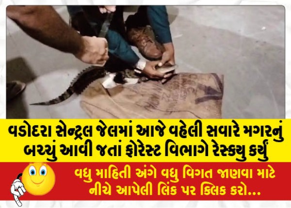 MailVadodara.com - The-forest-department-rescued-a-baby-crocodile-after-it-arrived-in-the-Vadodara-Central-Jail-early-this-morning