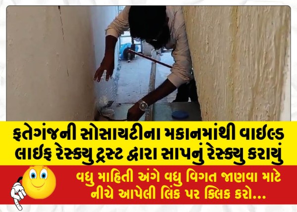 MailVadodara.com - Snake-rescued-from-society-house-in-Fateganj-by-Wild-Life-Rescue-Trust