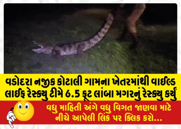 MailVadodara.com - A-wildlife-rescue-team-rescued-a-6-5-feet-long-crocodile-from-a-farm-in-Kotali-village-near-Vadodara