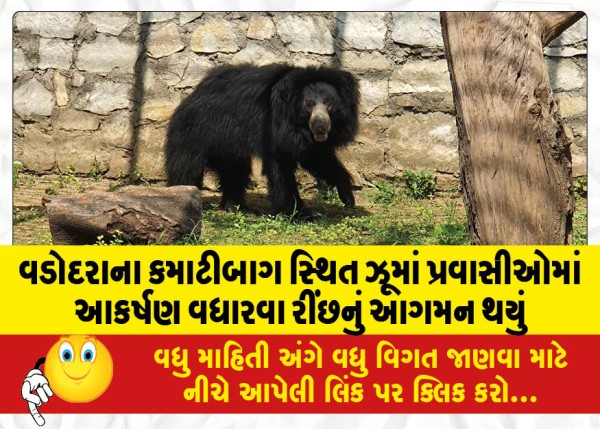 MailVadodara.com - A-bear-has-arrived-at-the-Kamatibag-zoo-in-Vadodara-to-increase-the-attraction-among-tourists