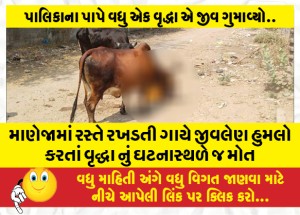 માણેજામાં રસ્તે રખડતી ગાયે જીવલેણ હુમલો કરતાં વૃદ્ધા નું ઘટનાસ્થળે જ મોત