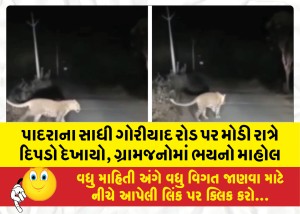 MailVadodara.com - Late-night-leopard-sighting-on-Sadhi-Goriyad-road-in-Padra-panic-among-villagers