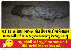 વડોદરાના દેણા ગામના રોડ ઉપર મોડી રાત્રે લટાર મારવા નીકળેલા 6.5 ફૂટના મગરનું રેસ્ક્યૂ કરાયું