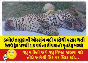 ડભોઇ તાલુકાની ઓરસંગ નદી પાસેથી પસાર થતી રેલવે ટ્રેક પરથી 13 વર્ષના દીપડાનો મૃતદેહ મળ્યો