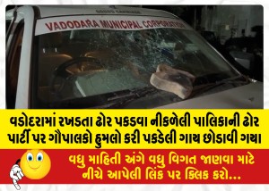 MailVadodara.com - The-cowherds-attacked-the-cattle-party-of-the-municipality-which-was-out-to-catch-stray-cattle-in-Vadodara-and-released-the-captured-cow