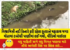 MailVadodara.com - A-dog-walking-on-the-bank-of-Vishwamitri-river-was-dragged-into-the-water-by-a-giant-crocodile-video-goes-viral