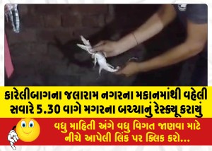 MailVadodara.com - A-baby-crocodile-was-rescued-from-a-house-in-Jalaram-Nagar-Karelibagh-at-5-30-am