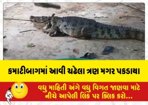 MailVadodara.com - Three-crocodiles-caught-in-Kamatibagh