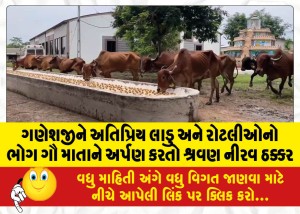 MailVadodara.com - Nirav-Thakkar-offering-Shravan-to-the-Cow-Mata-with-the-much-loved-Ladoo-and-Rotis-to-Lord-Ganesha