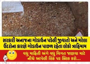 સરકારી અનાજના ગોડાઉન પડેલી જીવાતો અને મરેલા ઉંદરોના કારણે ગોડાઉન પાછળ રહેતા લોકો ત્રાહિમામ