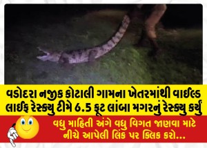 વડોદરા નજીક કોટાલી ગામના ખેતરમાંથી વાઈલ્ડ લાઈફ રેસ્ક્યુ ટીમે 6.5 ફૂટ લાંબા મગરનું રેસ્ક્યુ કર્યું