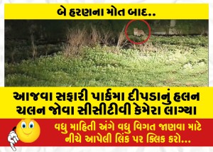 MailVadodara.com - Today-CCTV-cameras-were-used-to-watch-the-movements-of-leopards-in-the-safari-park